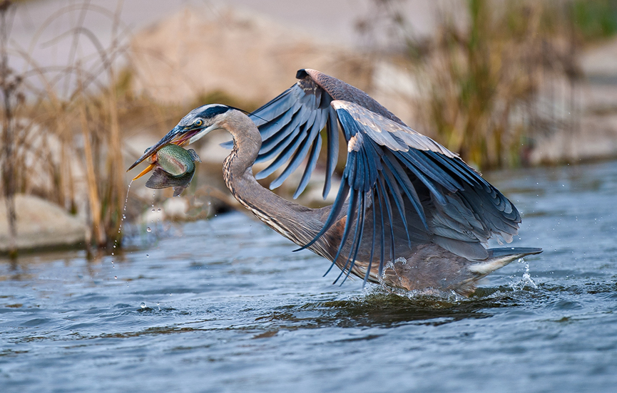Gran garza azul y la trucha. Monte Stinneti